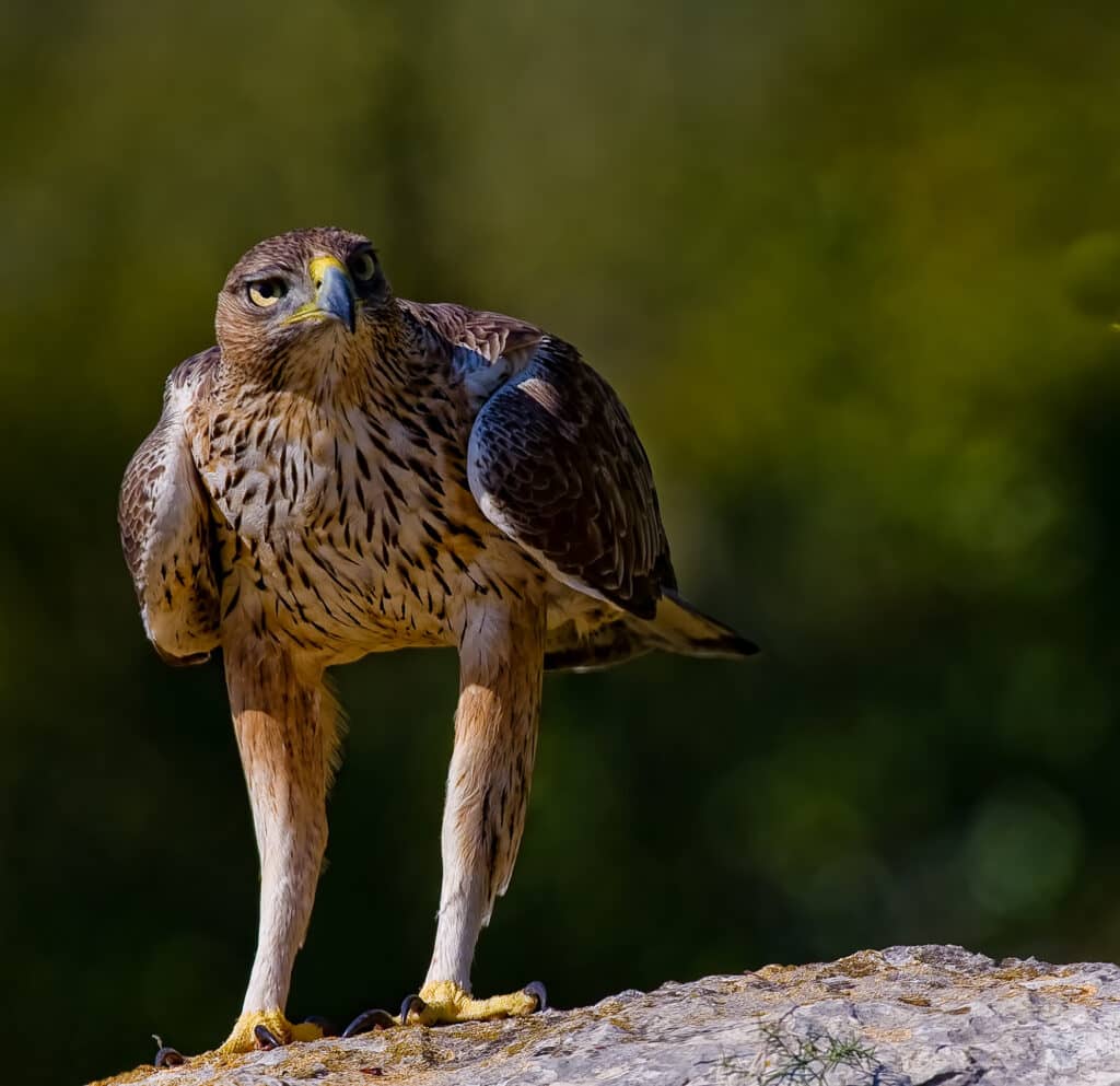 Una foto che ritrae un esemplare di aquila fasciata.